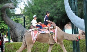 Camel Horse Ride